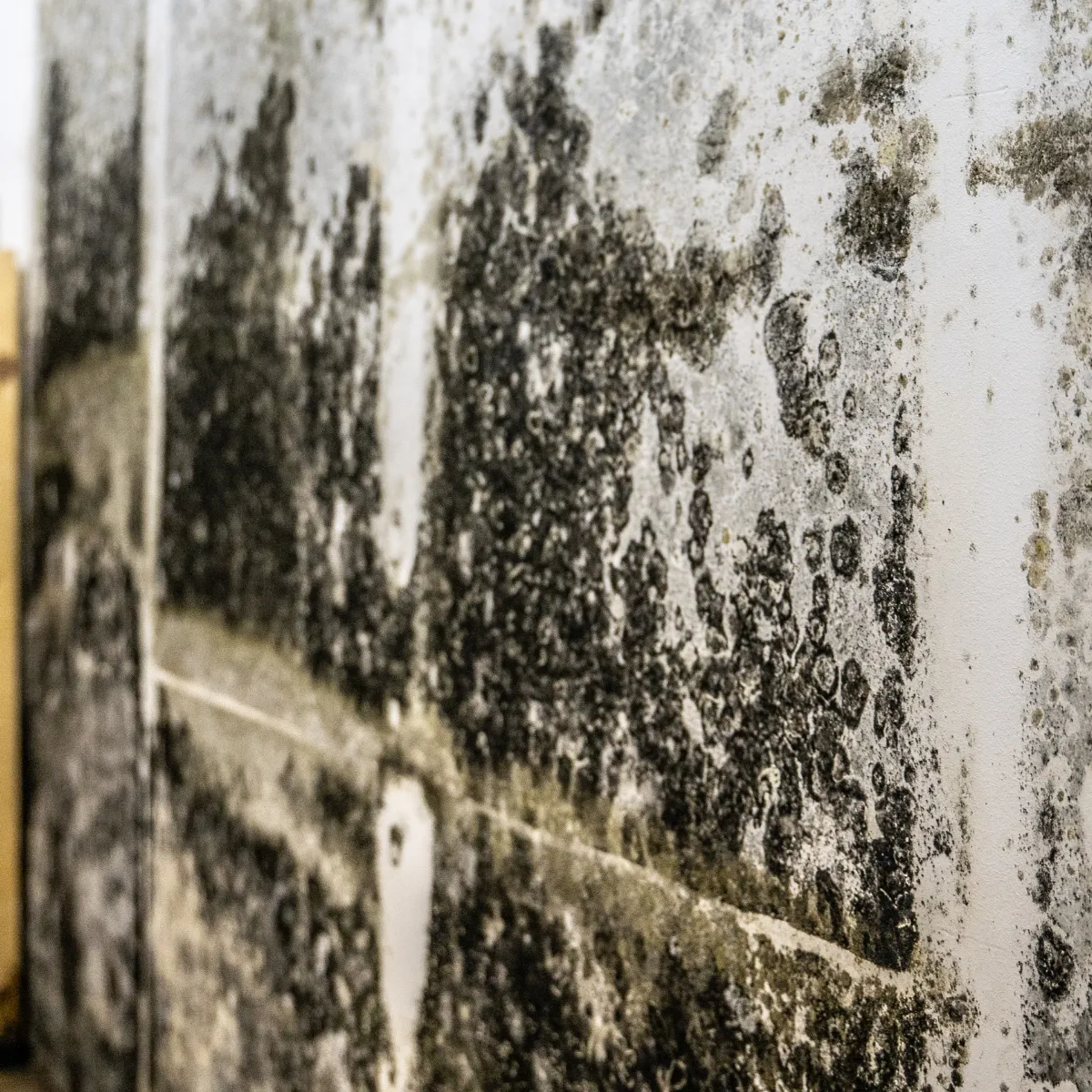 Mold Assessment