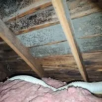 Dark mold growth on attic roof sheathing above pink fiberglass insulation