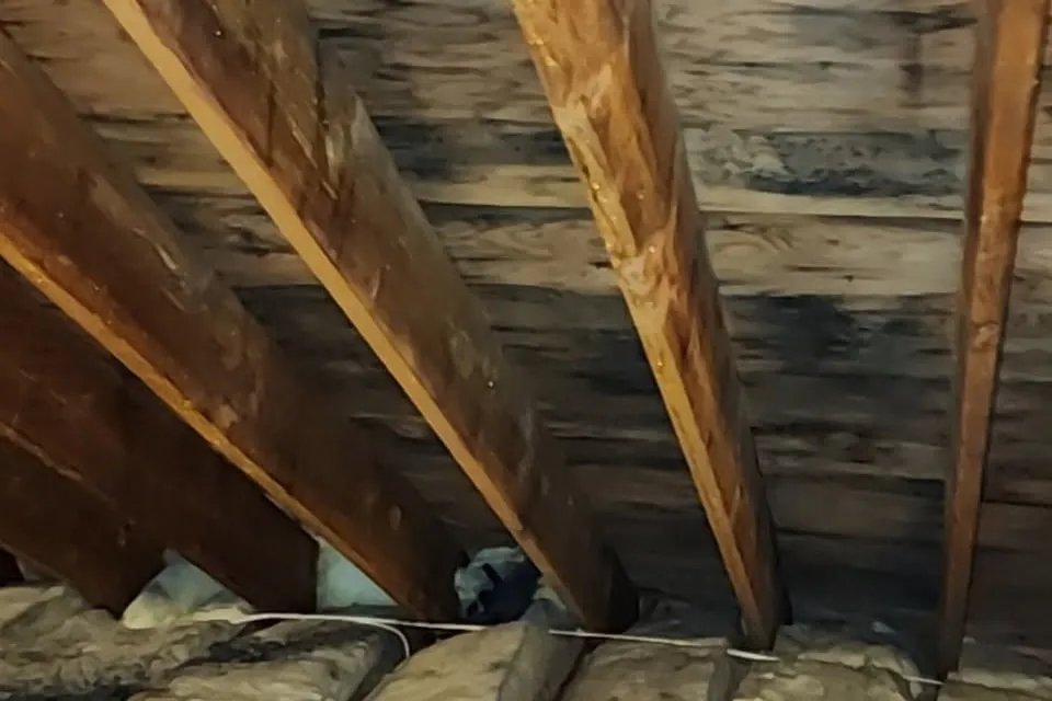 Dark mold staining on attic roof sheathing between the rafters, above the attic insulation