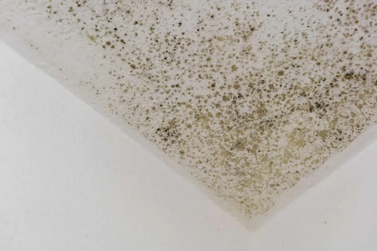 Mold Assessment in Westchester NY
